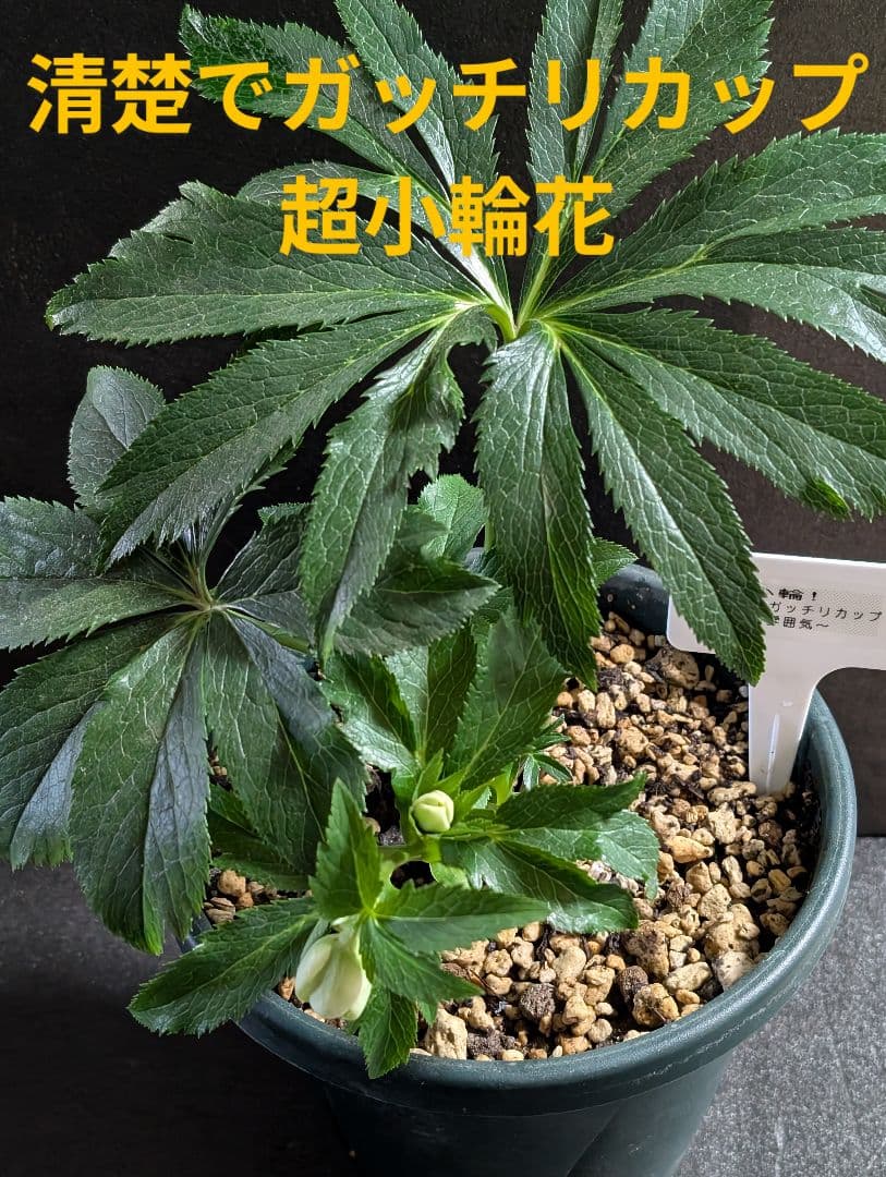 ◎専用★クリスマスローズ:【清楚で可憐な！カップ咲き・超小輪花】開花目前大株