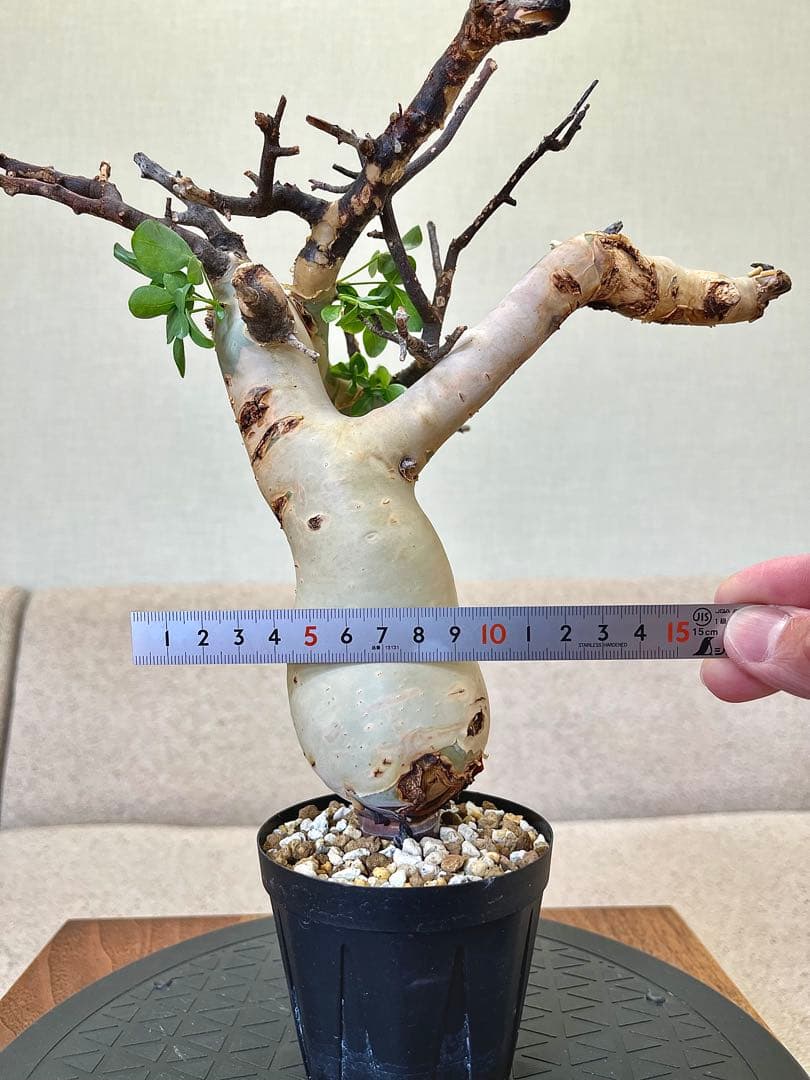 コミフォラ ピュアカタフ ソマリア産 コレクション ぷっくり