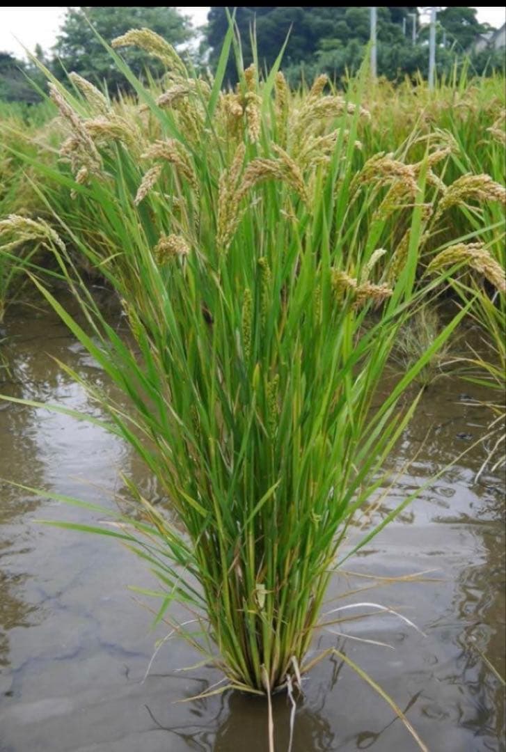 自然栽培米 ハッピーヒル種籾 1000g 陸稲可能