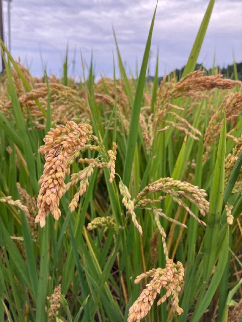 自然栽培米 ハッピーヒル種籾 1000g 陸稲可能