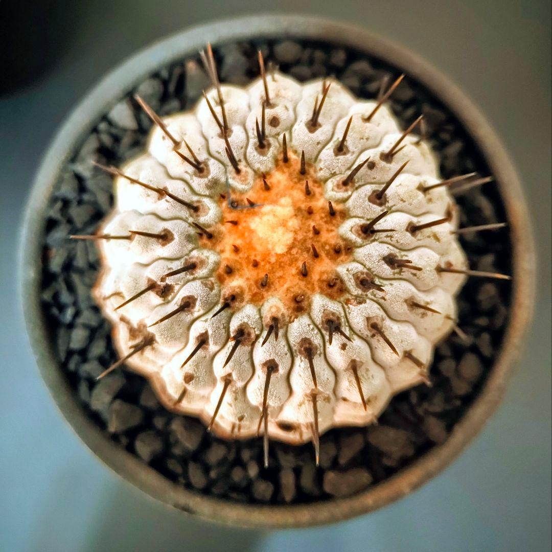 【鉢底発根】コピアポア コルムナアルバ 孤竜丸 黒王丸 普賢鉢 柿右衛門