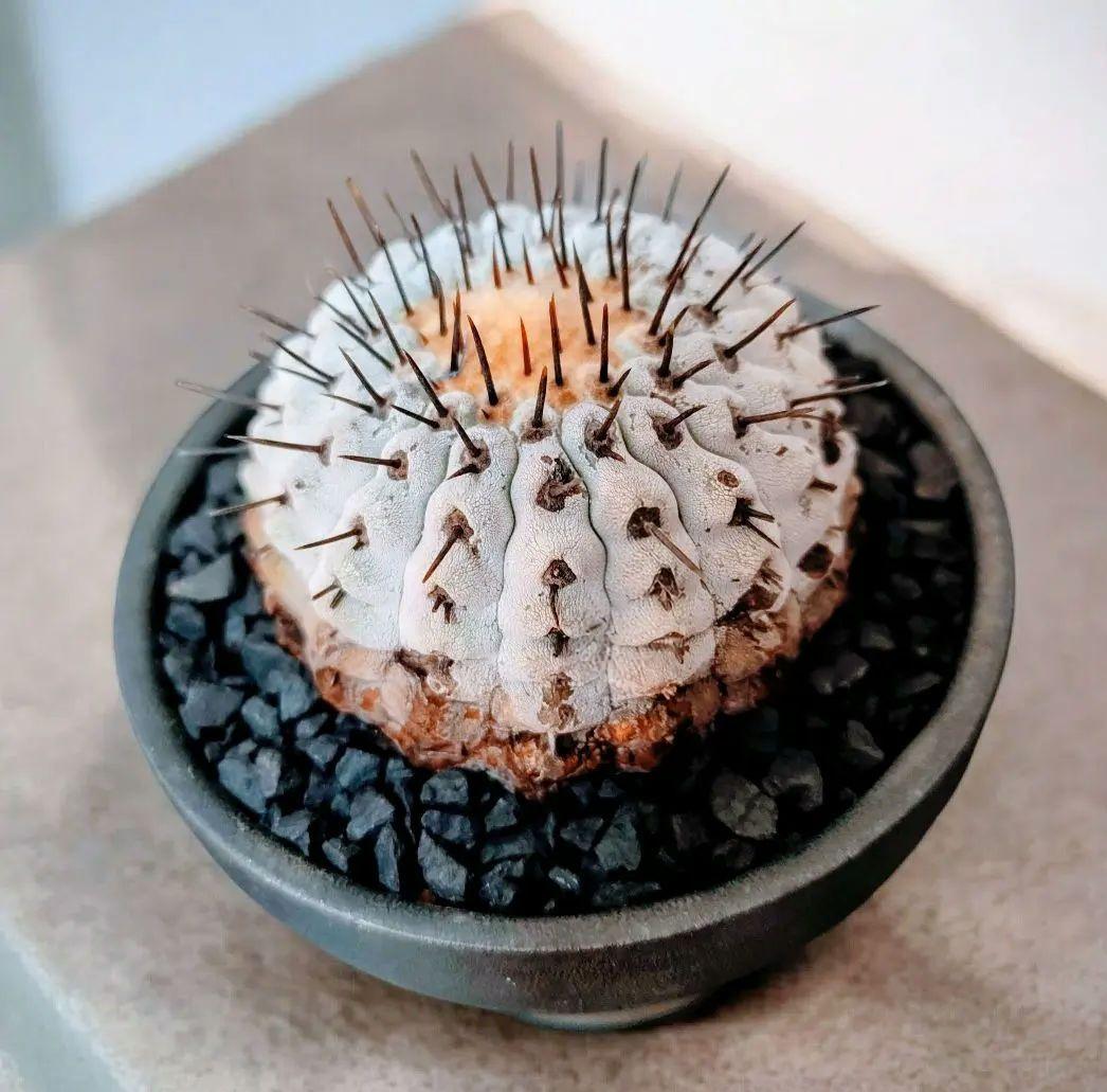 【鉢底発根】コピアポア コルムナアルバ 孤竜丸 黒王丸 普賢鉢 柿右衛門