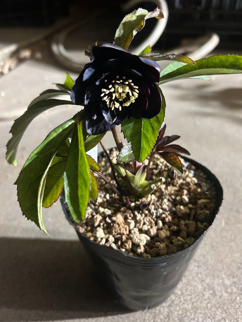 クリスマスローズ 開花株 DD八咫烏hyb