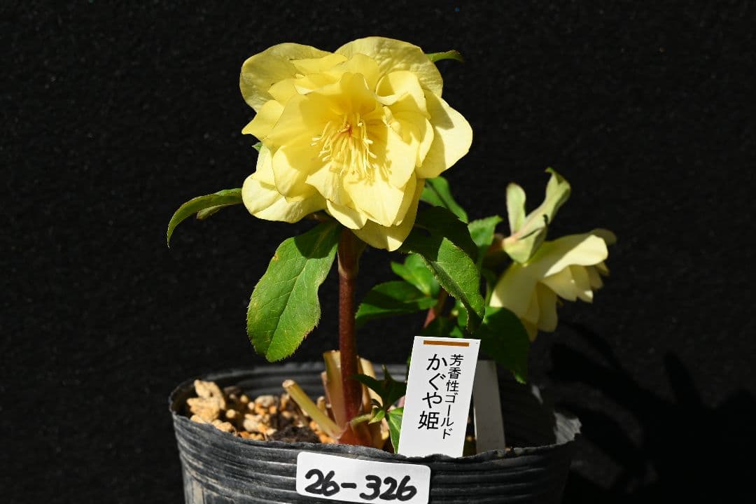 クリスマスローズ　認定かぐや姫　加藤農園