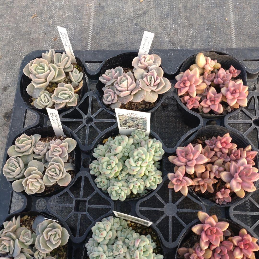 よしよしさん専用