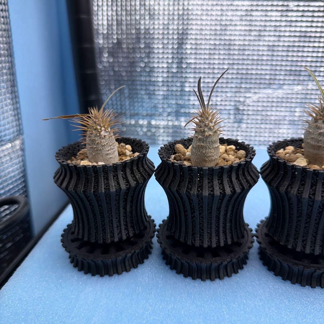 グラキリス　実生14 5株セット