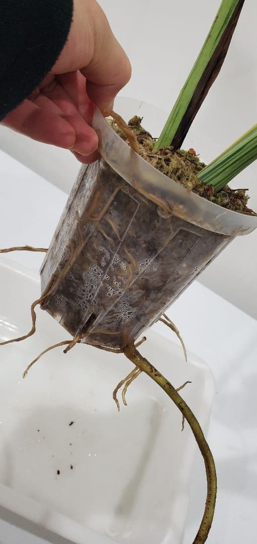 寒波sale超レアMonstera deliciosa Oceana