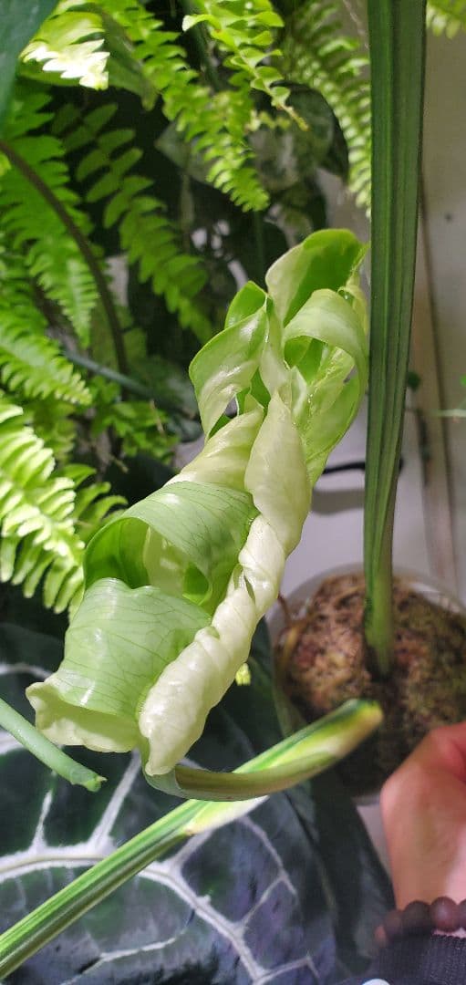 寒波sale超レアMonstera deliciosa Oceana