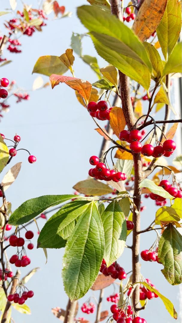 優良株。アロニアクックベリー株立ち2.7M(鉢底から)品番A