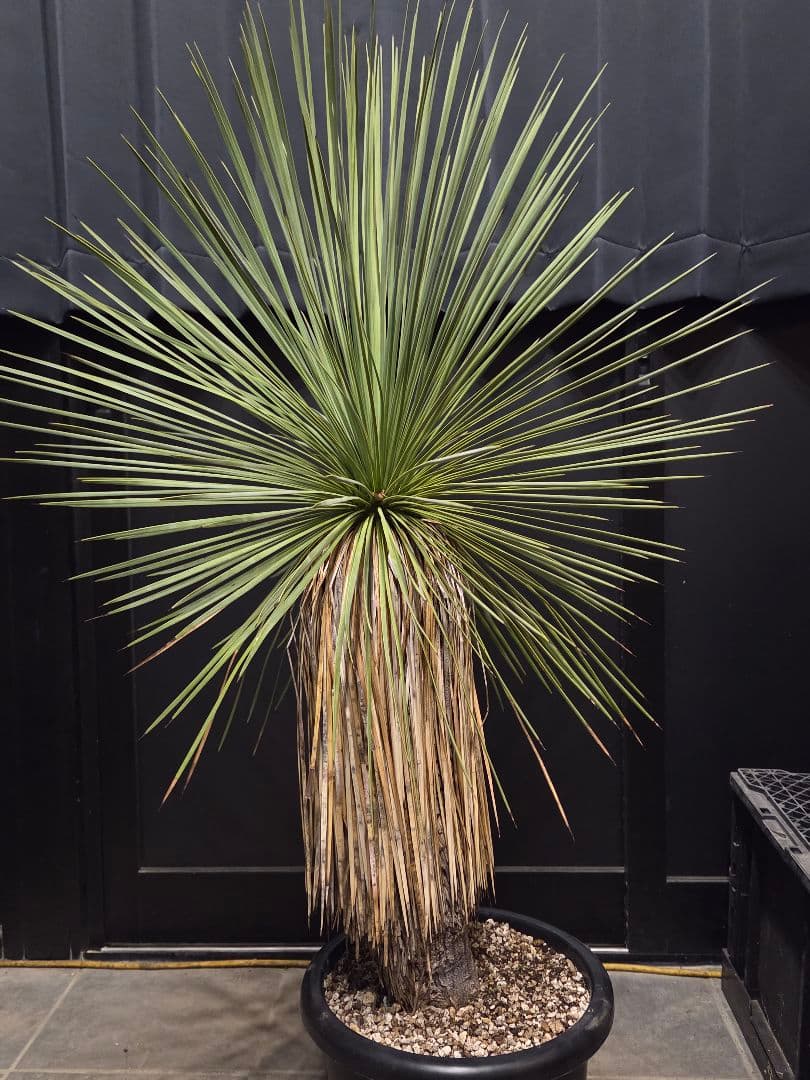 専用出品 リピ特割 ユッカ リネアリフォリア (な)