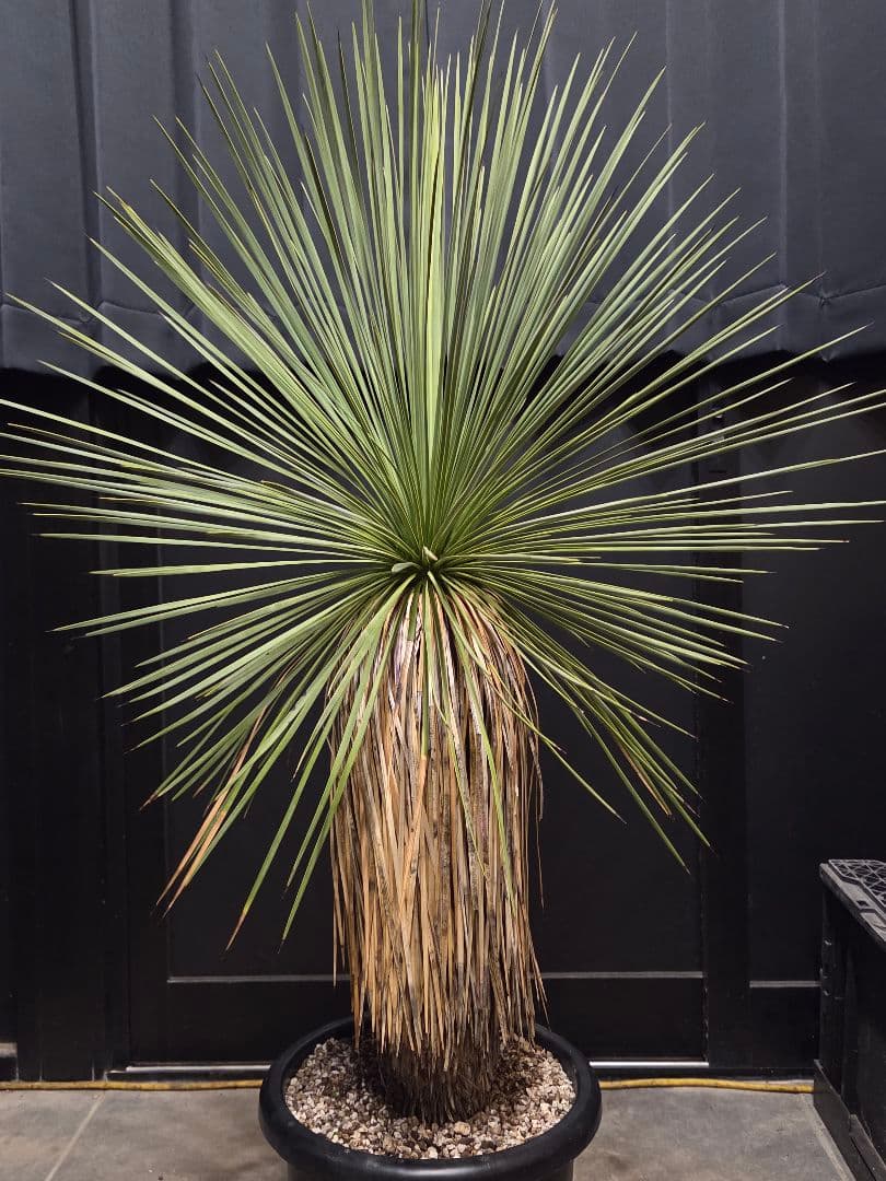 専用出品 リピ特割 ユッカ リネアリフォリア (な)