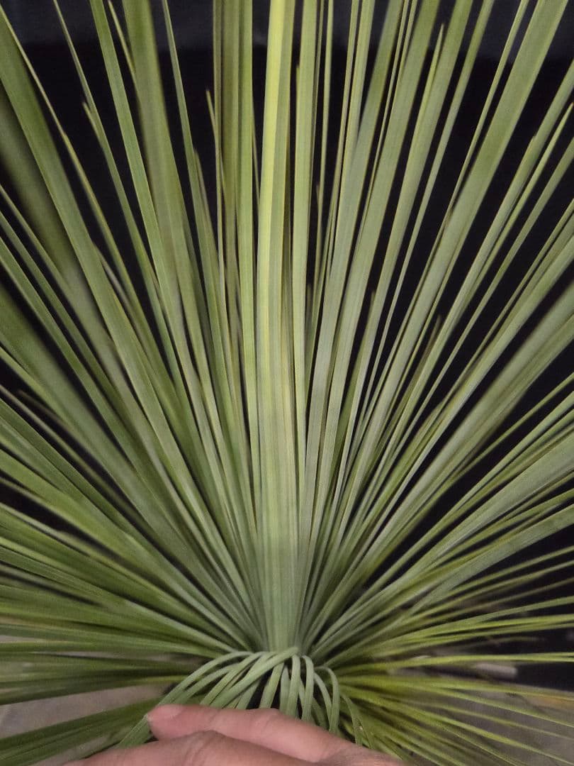 専用出品 リピ特割 ユッカ リネアリフォリア (な)