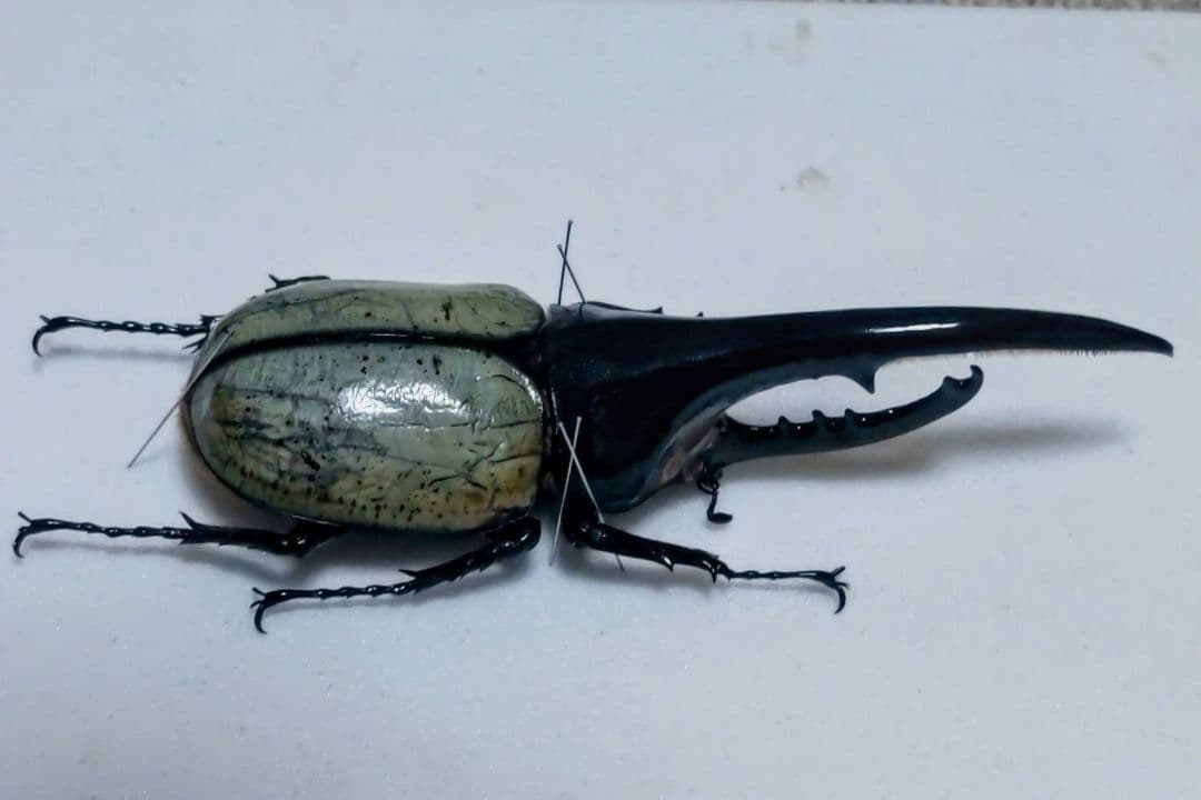 ヘラクレスオオカブト ブルータイプ 標本