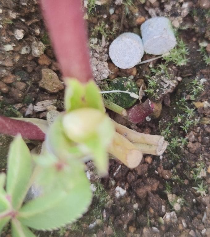 クリスマスローズ　広瀬園芸　やや多弁ピンクパープルグラデーションオーレア