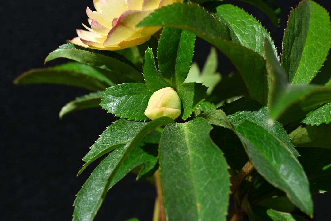 クリスマスローズ　ddゴールドピコティフラッシュ　加藤農園