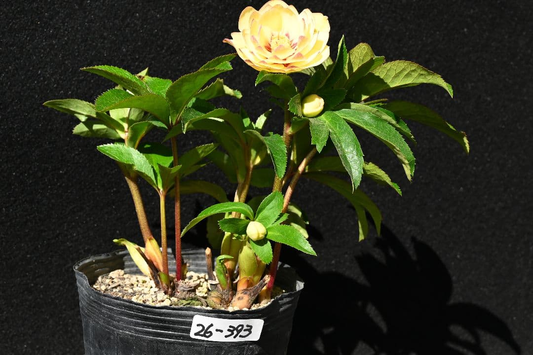 クリスマスローズ　ddゴールドピコティフラッシュ　加藤農園