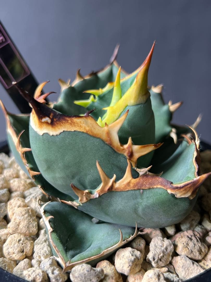 オテロイ実生 gamestoneさんより購入株 バンド　美鋸歯　タグ付き