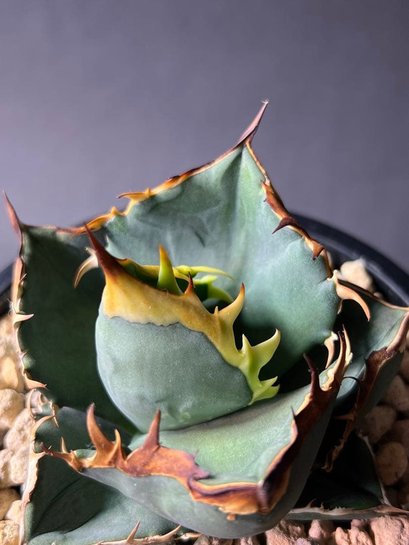 オテロイ実生 gamestoneさんより購入株 バンド　美鋸歯　タグ付き