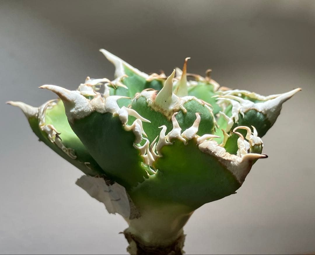 n*u様 【オークション】11 特選　太棘　アガべ　チタノタ　白豪刺　TC