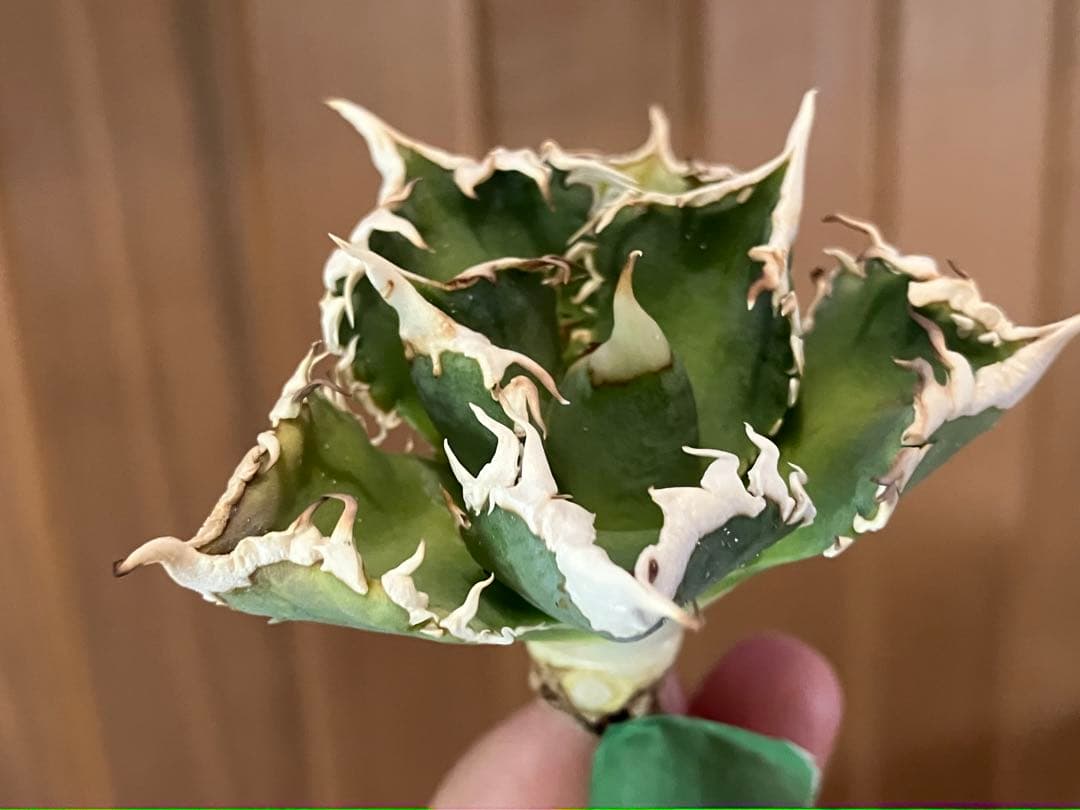 n*u様 【オークション】11 特選　太棘　アガべ　チタノタ　白豪刺　TC