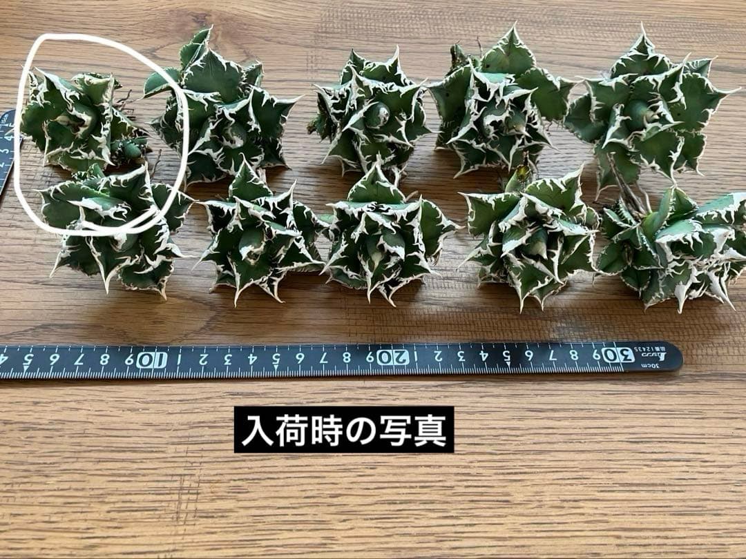 n*u様 【オークション】11 特選　太棘　アガべ　チタノタ　白豪刺　TC