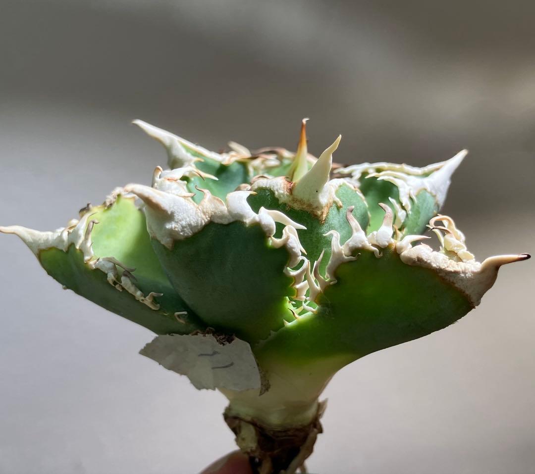 n*u様 【オークション】11 特選　太棘　アガべ　チタノタ　白豪刺　TC