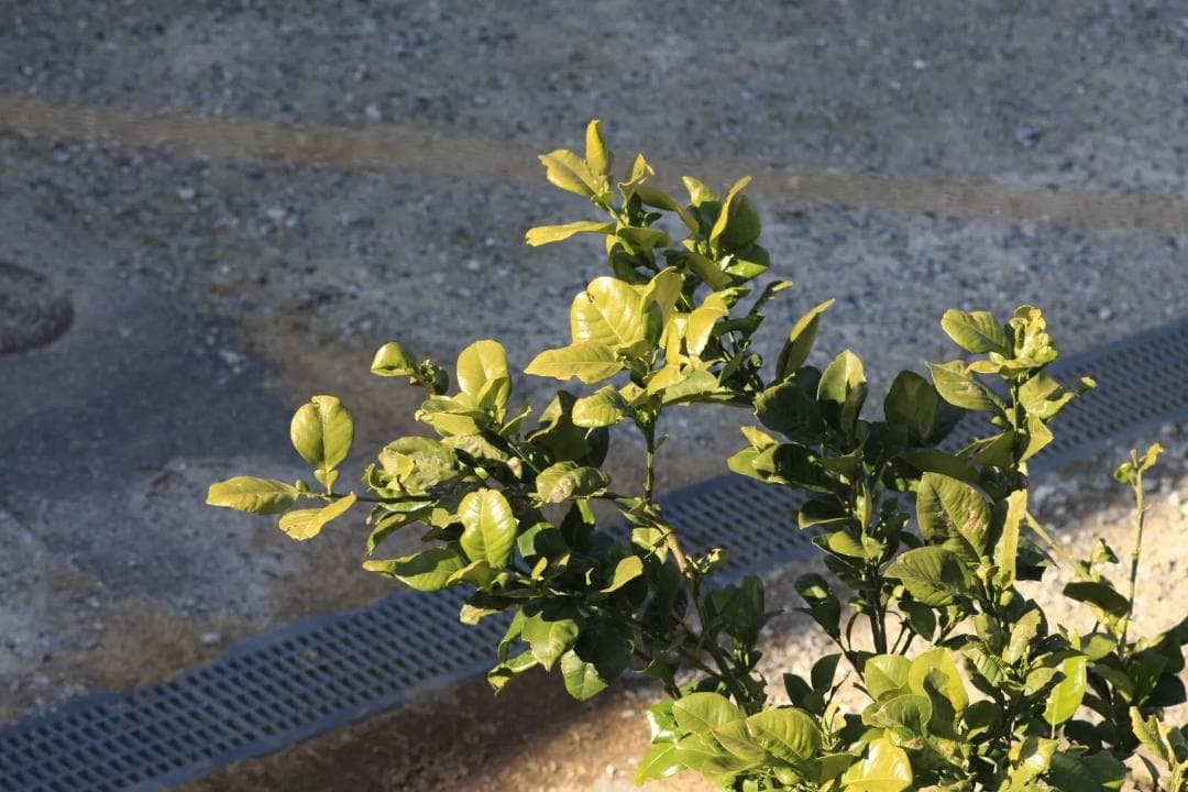 Canon EF 100mm F/2.8 Macro AF レンズ