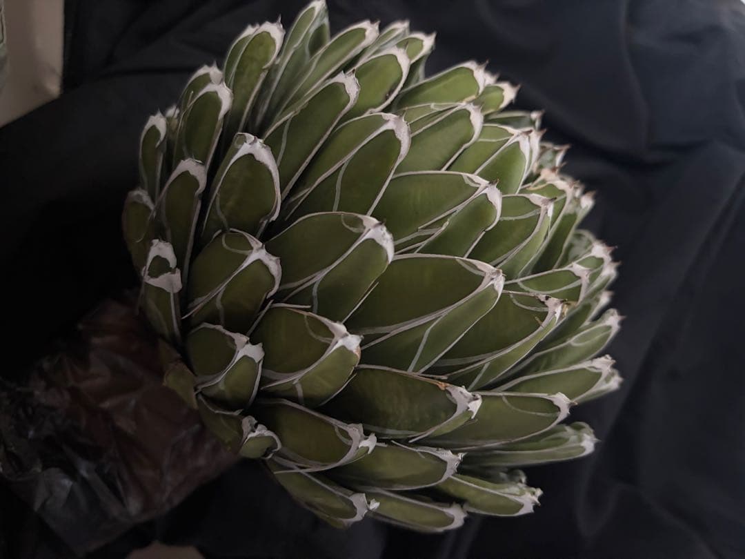 専用ページ　アガベ ダルマ笹の雪　濃白大苗◇ドライガーデン多肉サボテン　チタノタ
