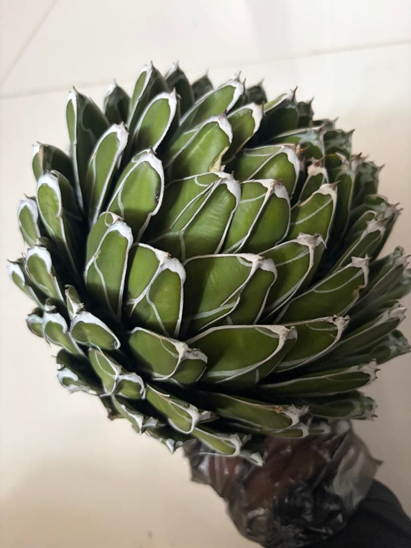 専用ページ　アガベ ダルマ笹の雪　濃白大苗◇ドライガーデン多肉サボテン　チタノタ