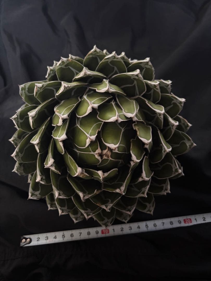 専用ページ　アガベ ダルマ笹の雪　濃白大苗◇ドライガーデン多肉サボテン　チタノタ