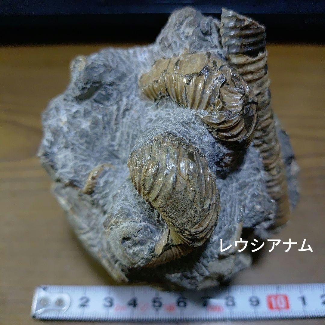 北海道アンモナイト異常巻きハイファントセラス群生