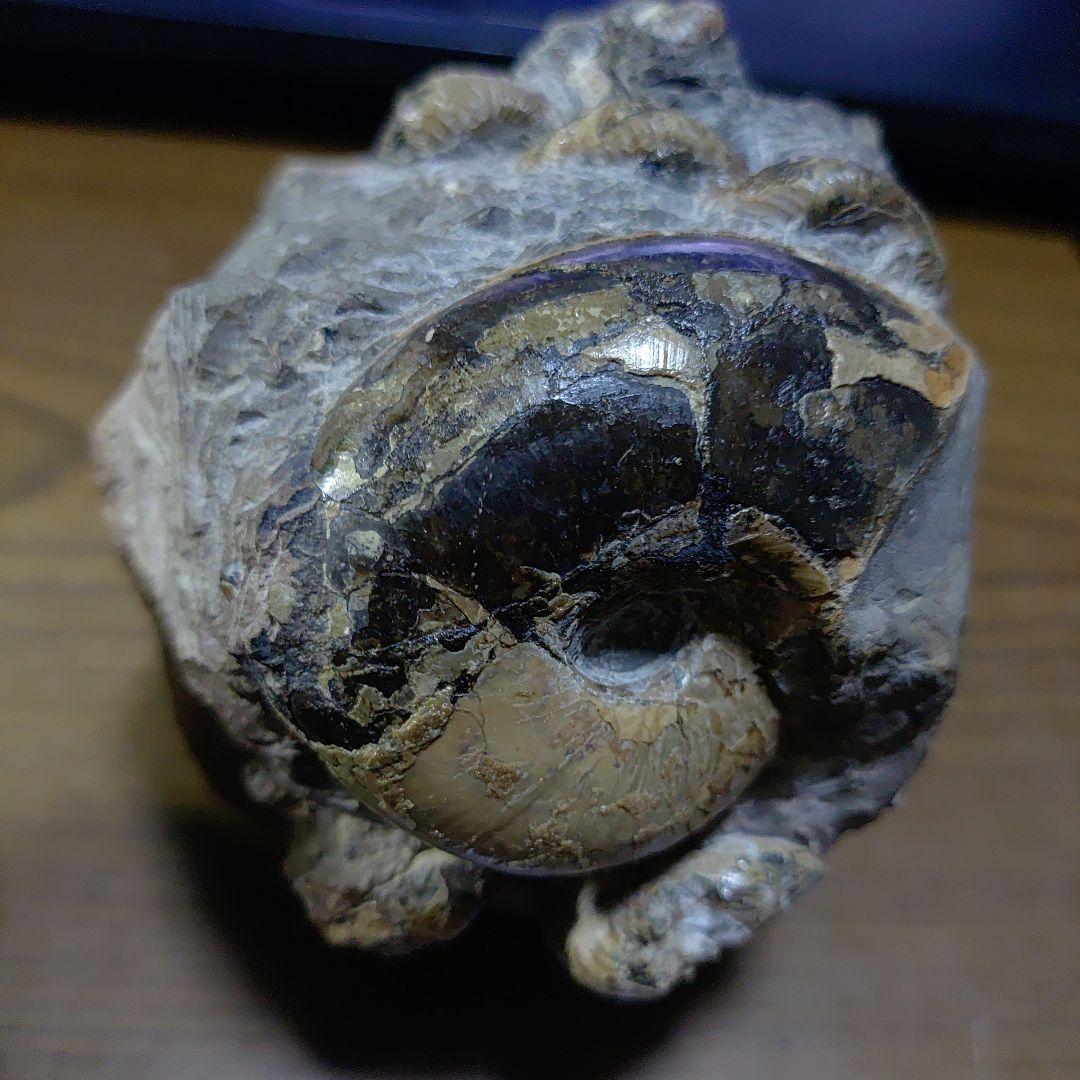 北海道アンモナイト異常巻きハイファントセラス群生