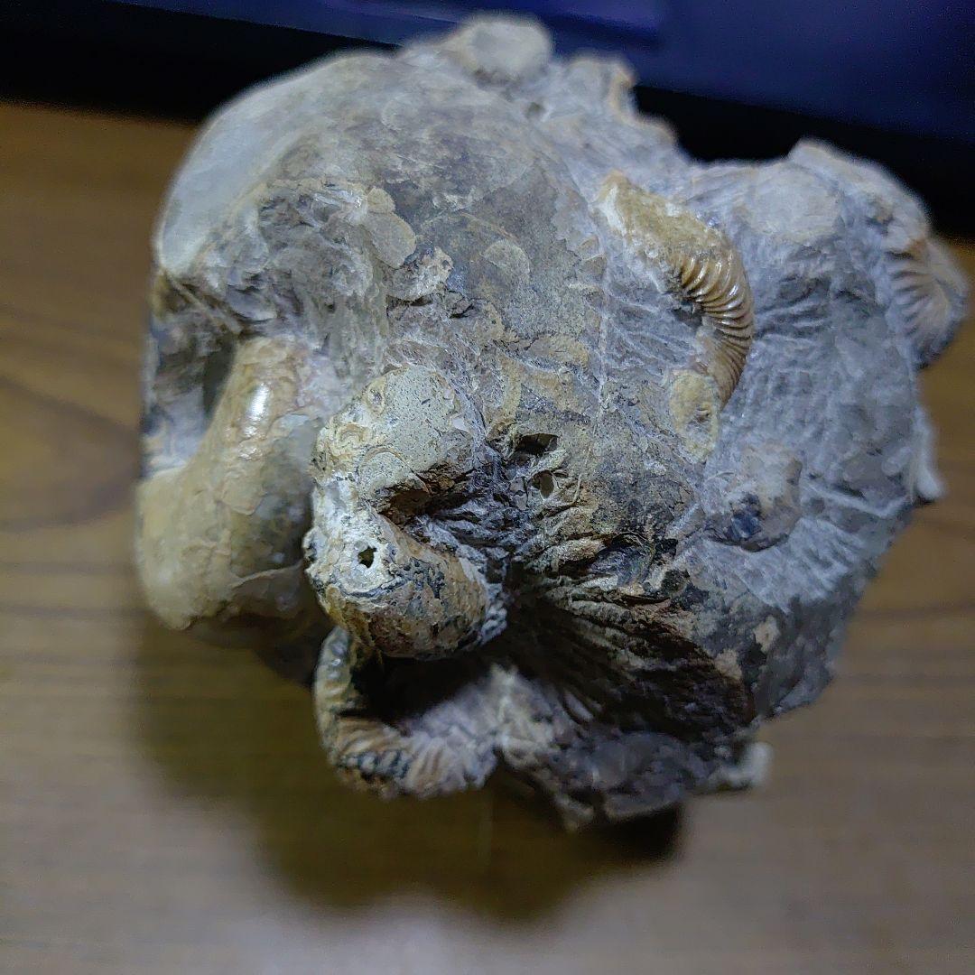 北海道アンモナイト異常巻きハイファントセラス群生