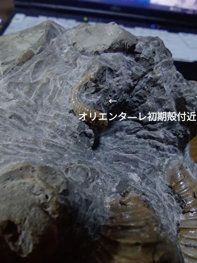 北海道アンモナイト異常巻きハイファントセラス群生