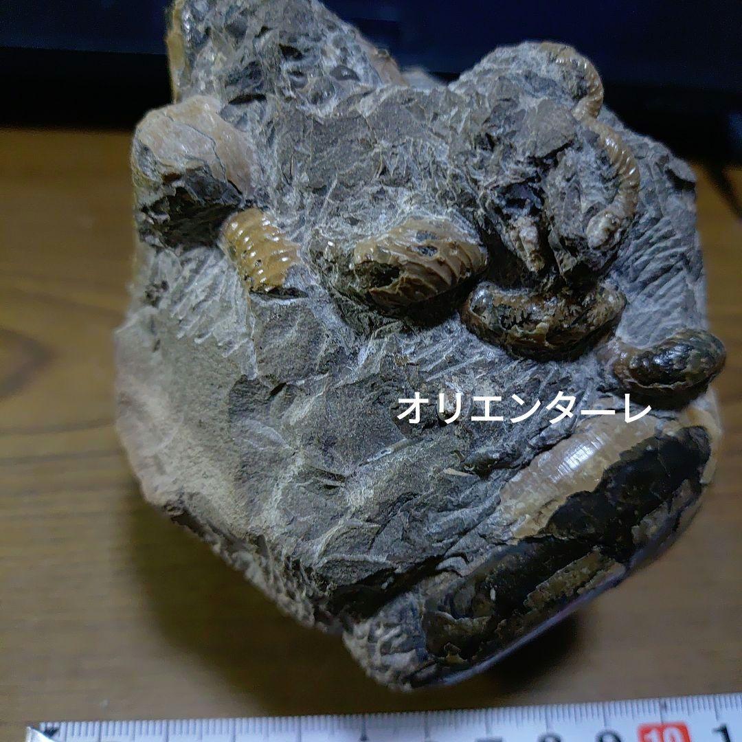 北海道アンモナイト異常巻きハイファントセラス群生