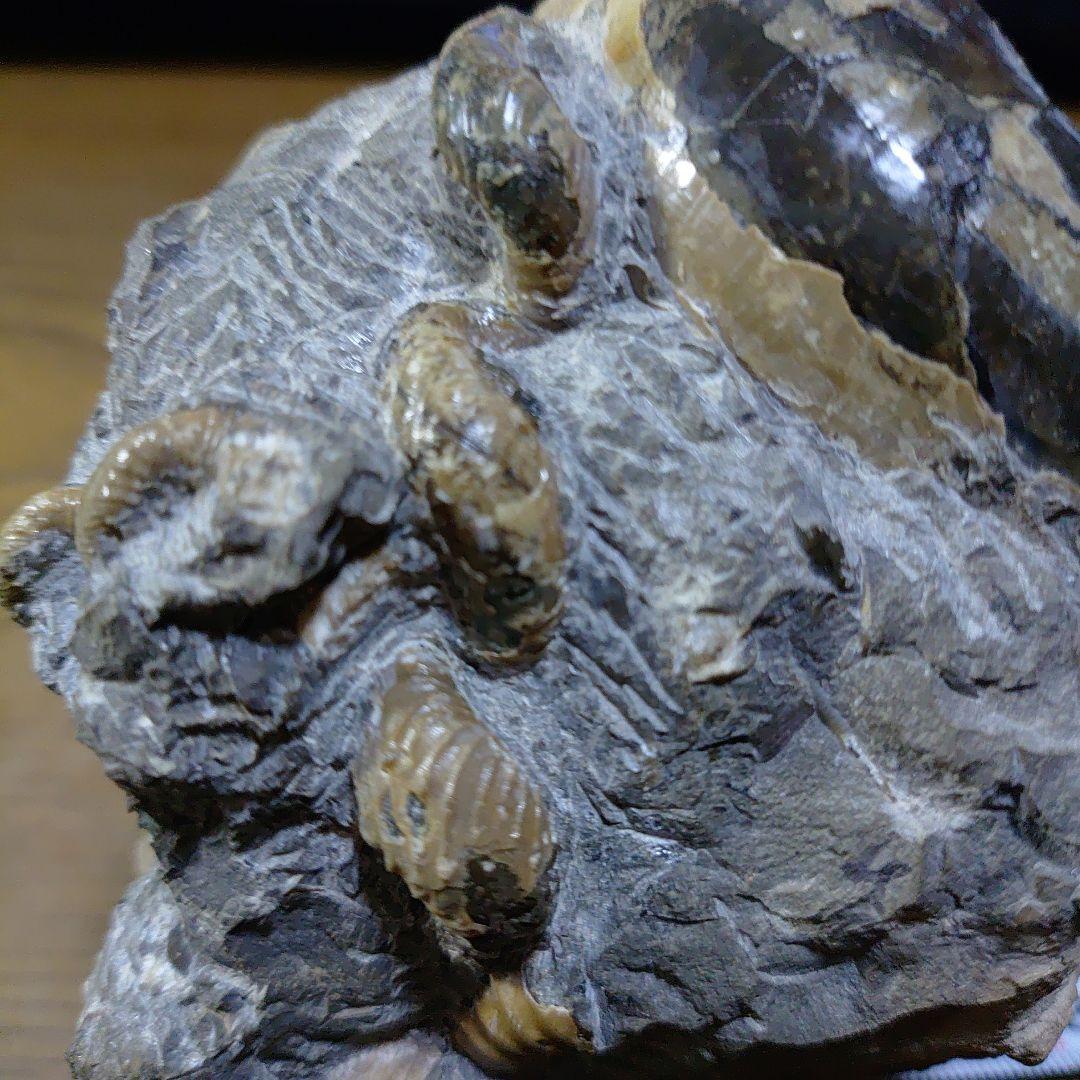 北海道アンモナイト異常巻きハイファントセラス群生