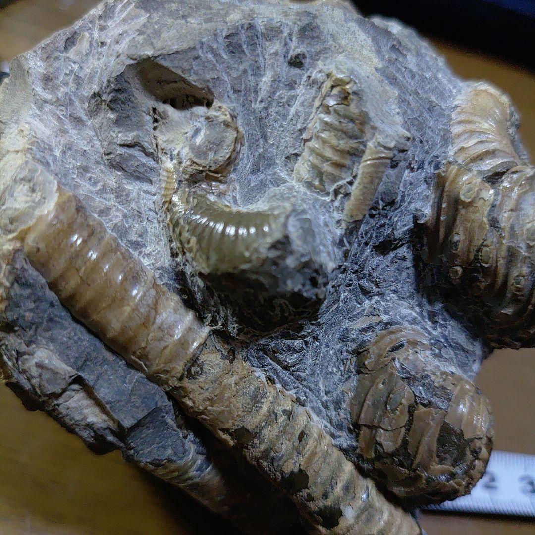 北海道アンモナイト異常巻きハイファントセラス群生