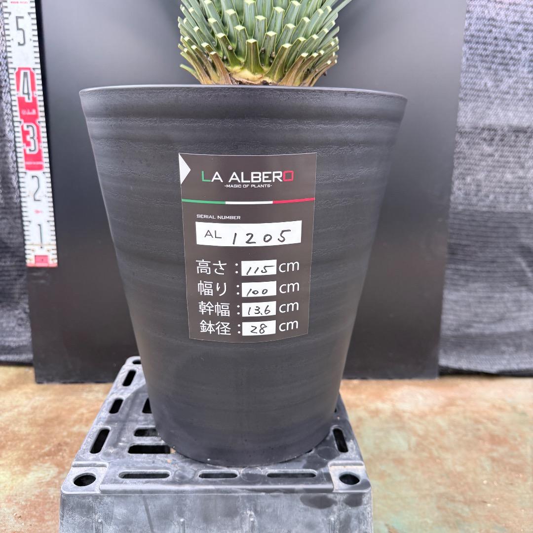 【AL1205】ユッカ　ロストラータ　ランチョブルー（品種名）