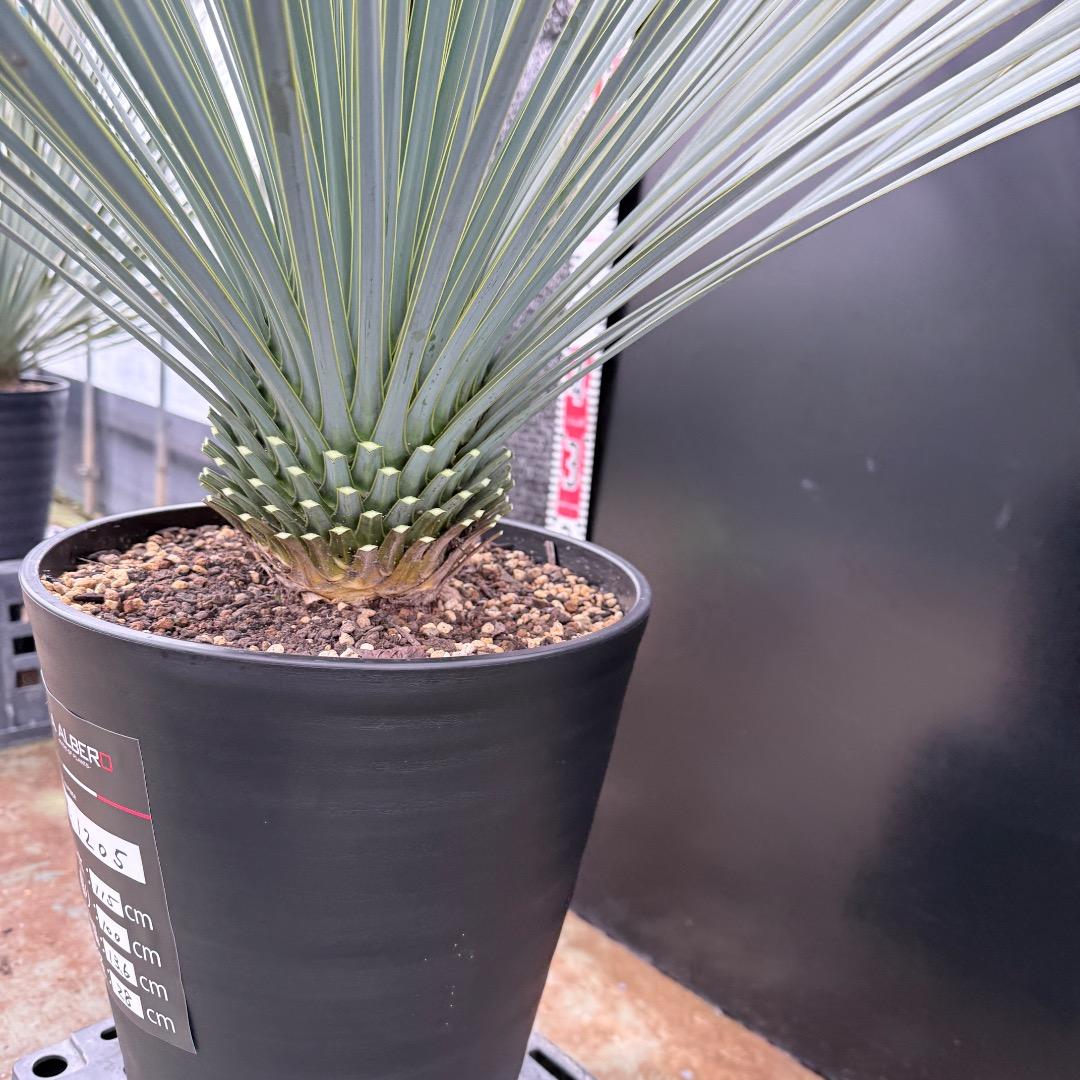 【AL1205】ユッカ　ロストラータ　ランチョブルー（品種名）