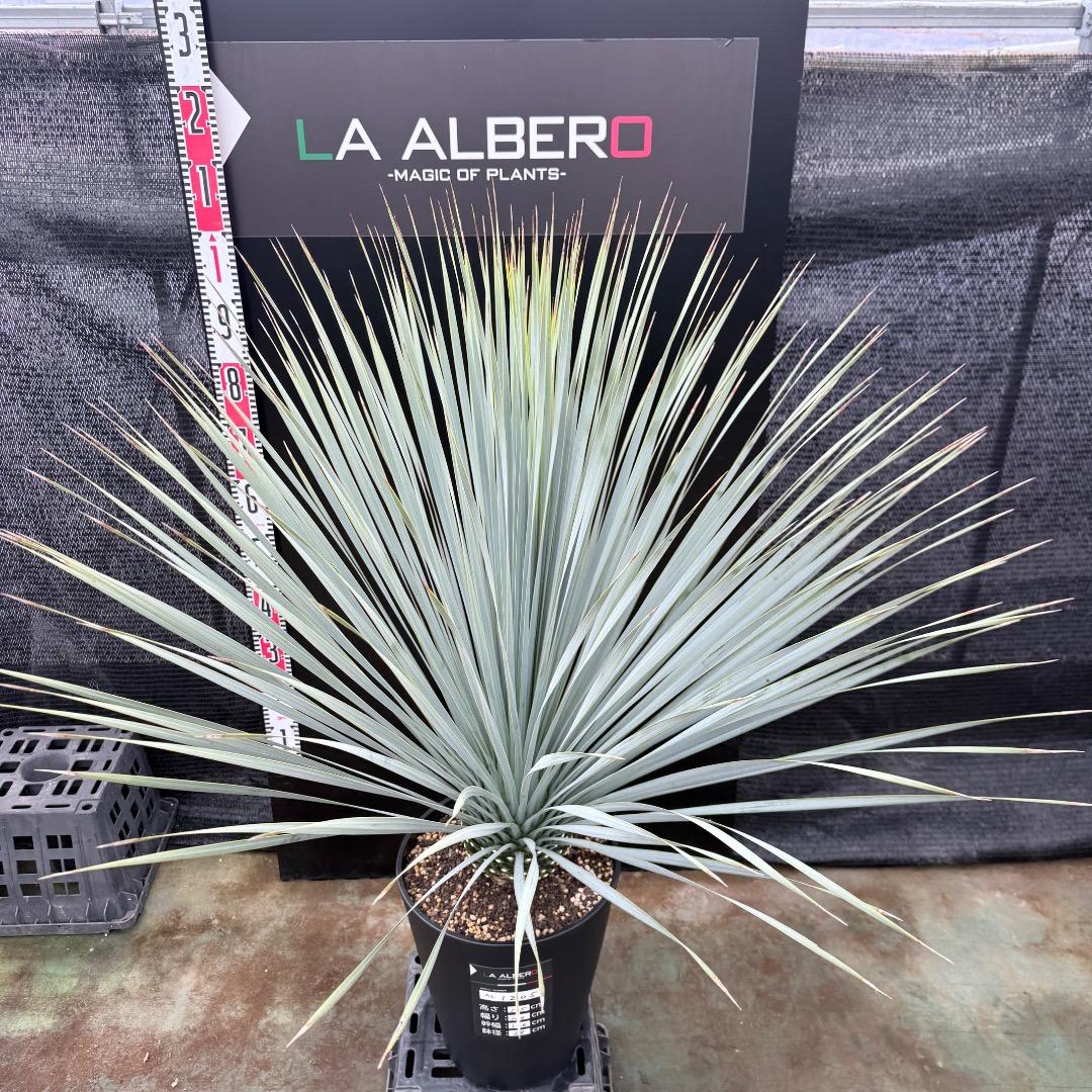 【AL1205】ユッカ　ロストラータ　ランチョブルー（品種名）