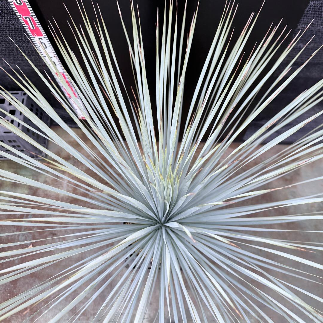 【AL1205】ユッカ　ロストラータ　ランチョブルー（品種名）