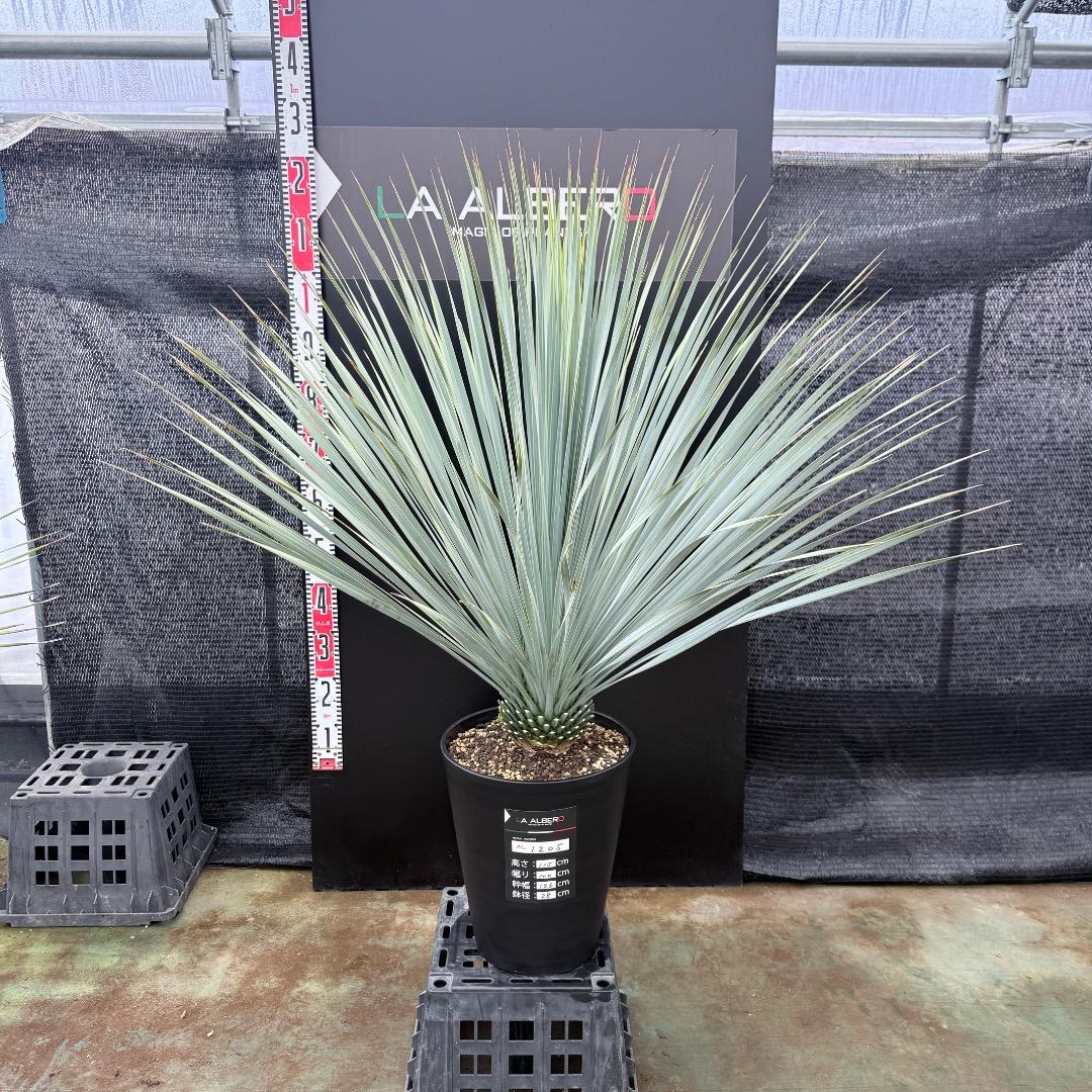 【AL1205】ユッカ　ロストラータ　ランチョブルー（品種名）