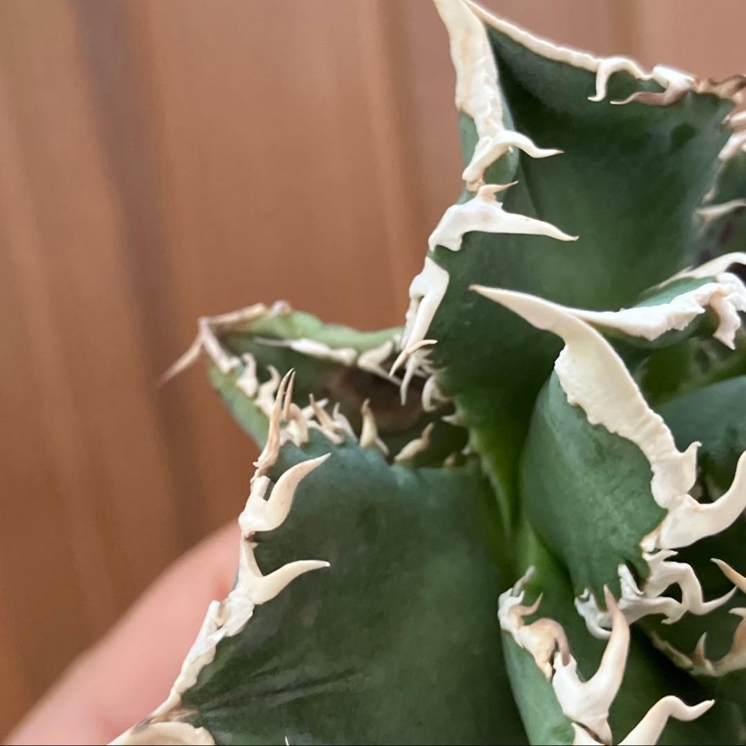 【速達】12 訳あり サイズ大　優秀　アガべ　チタノタ　白豪刺　TC