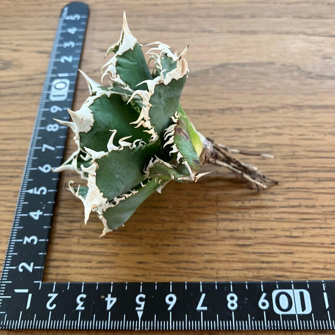 【速達】12 訳あり サイズ大　優秀　アガべ　チタノタ　白豪刺　TC