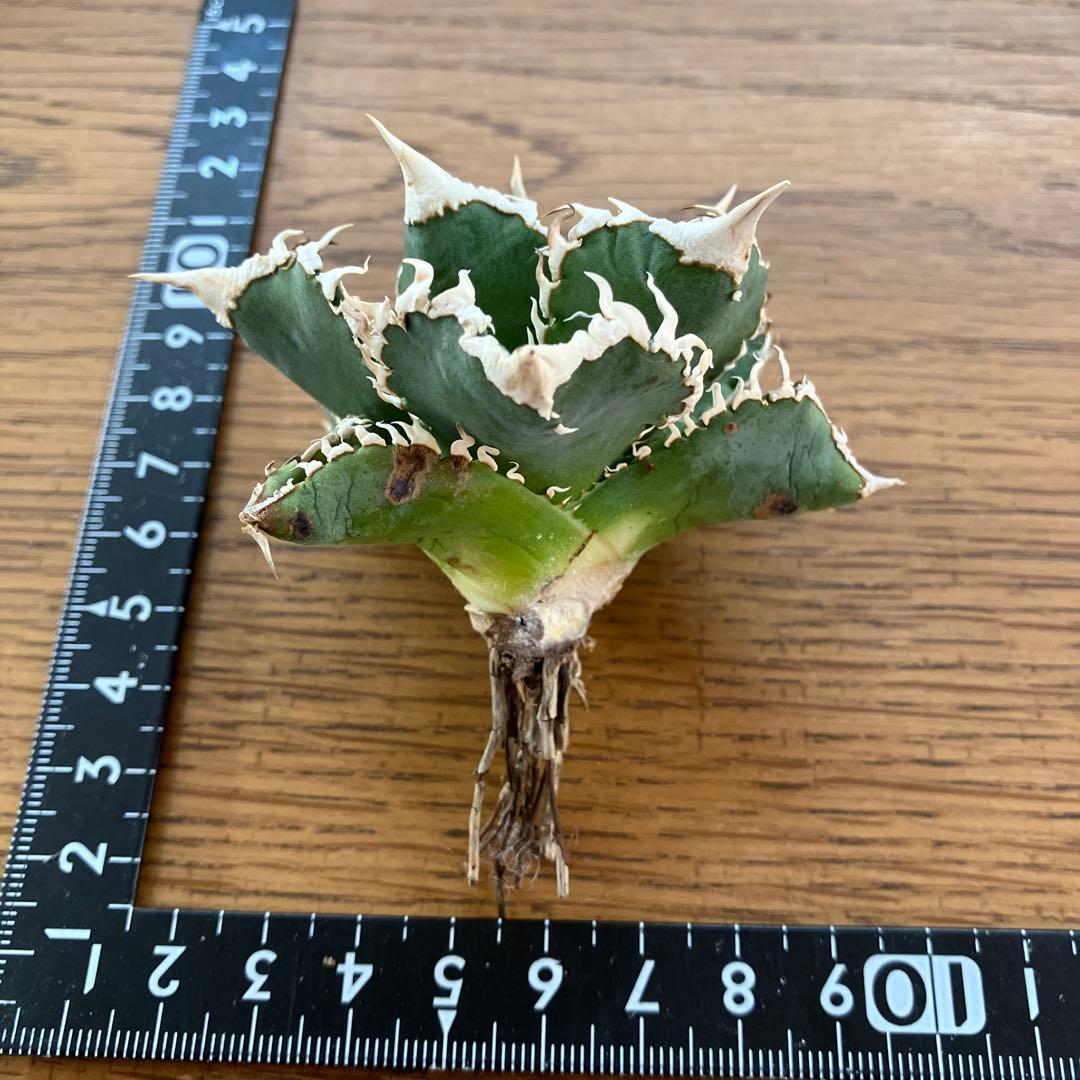 【速達】12 訳あり サイズ大　優秀　アガべ　チタノタ　白豪刺　TC