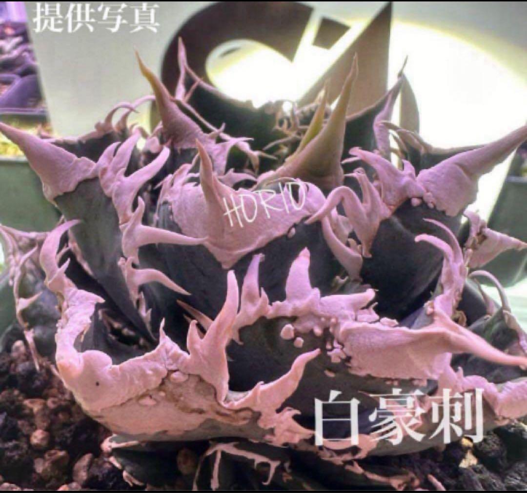 【速達】12 訳あり サイズ大　優秀　アガべ　チタノタ　白豪刺　TC