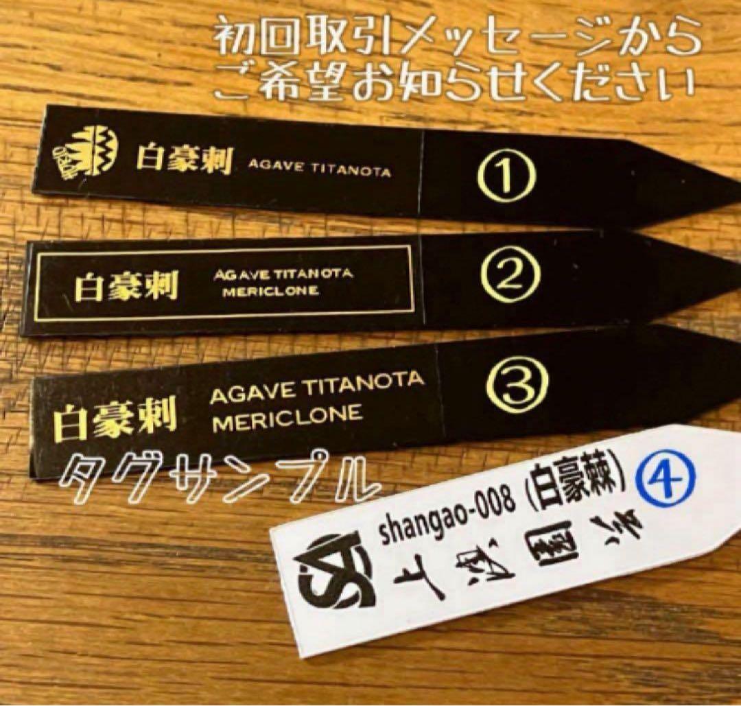 【速達】12 訳あり サイズ大　優秀　アガべ　チタノタ　白豪刺　TC