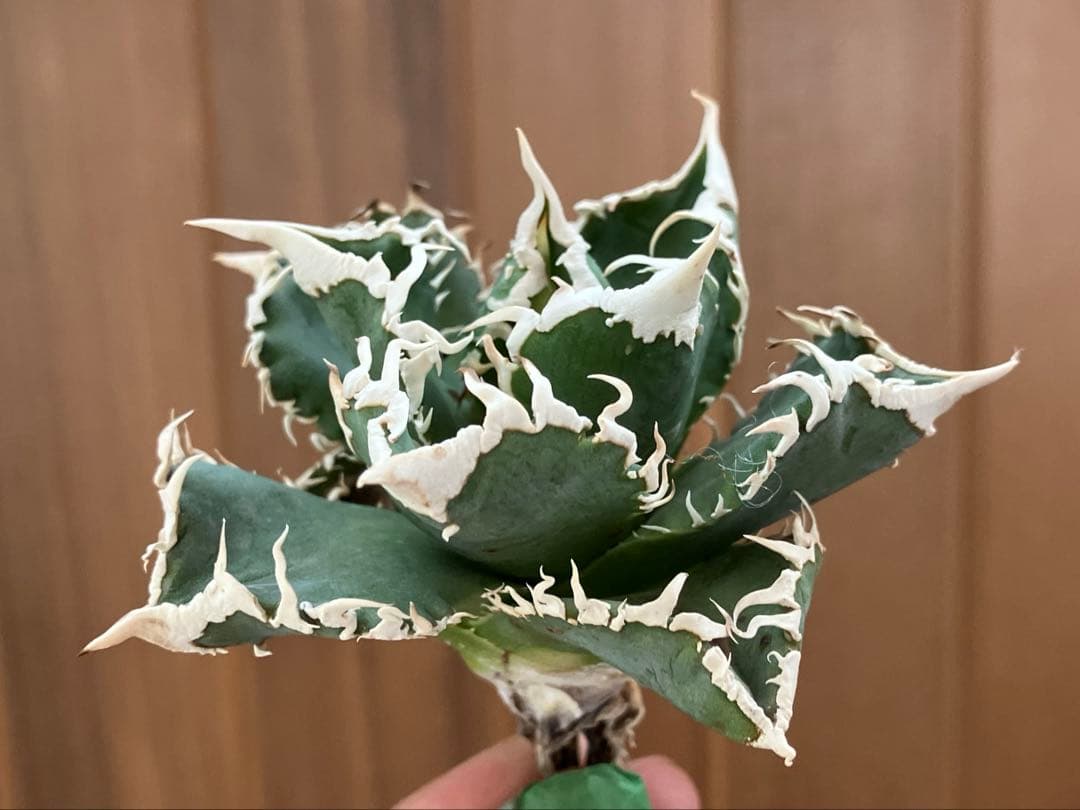 【速達】12 訳あり サイズ大　優秀　アガべ　チタノタ　白豪刺　TC