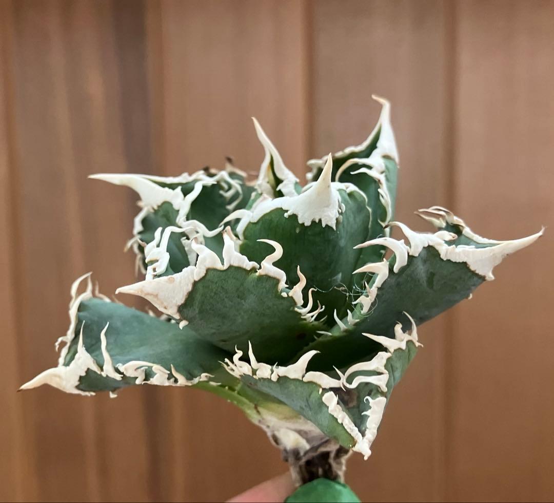 【速達】12 訳あり サイズ大　優秀　アガべ　チタノタ　白豪刺　TC