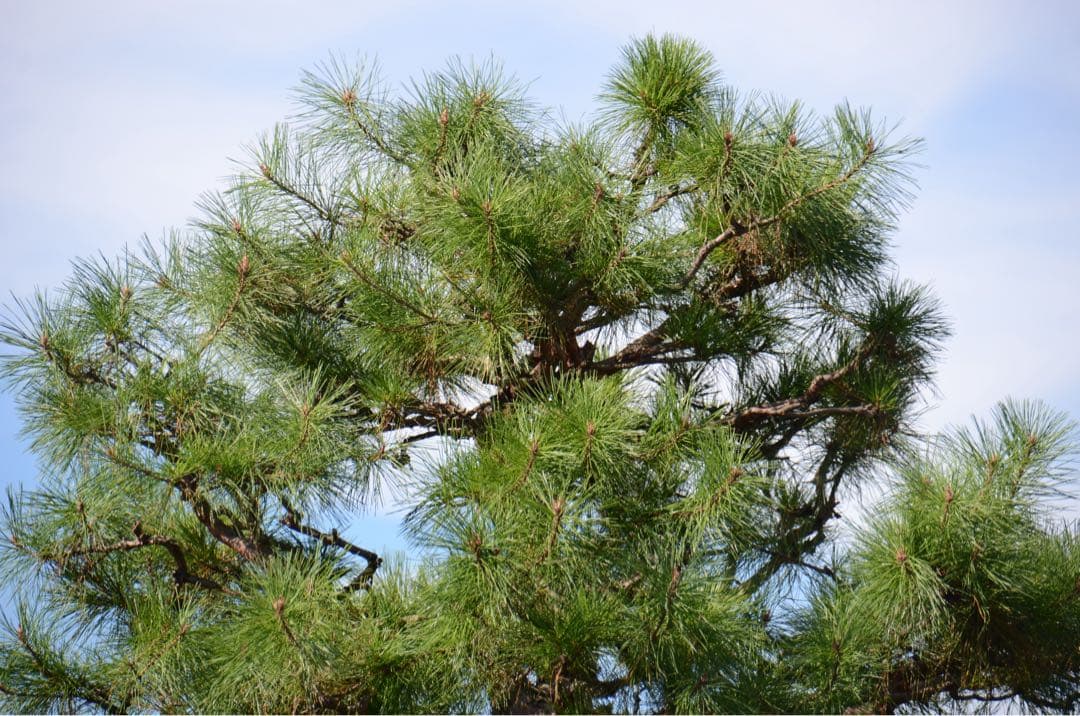 ✨極美品✨ニコン AF-S 18-300mm ED VR❤️心を動かす1枚を！